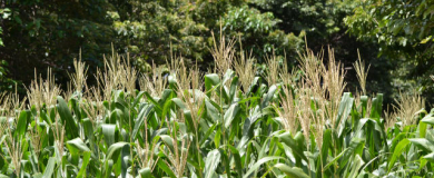 Plantação de milho